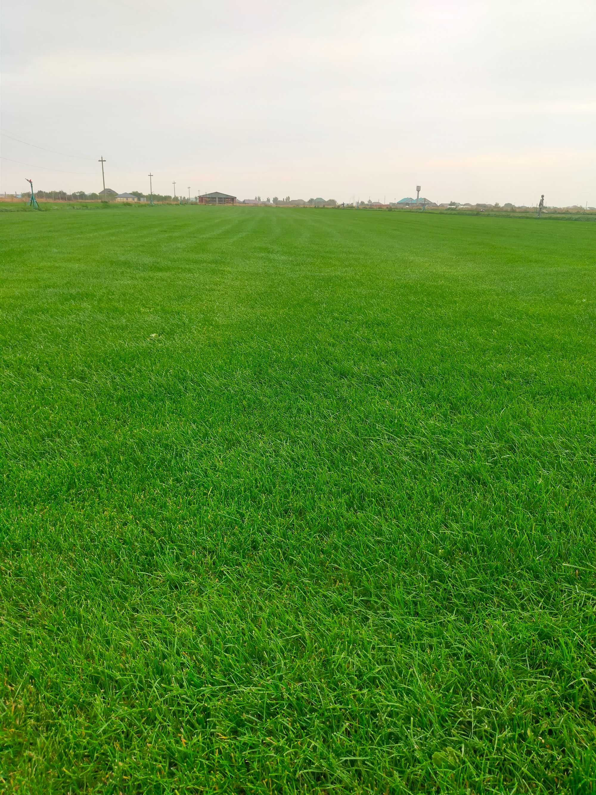 Укладка рулонного газона,посевной газон,планировка,стрижка. 1800тг.