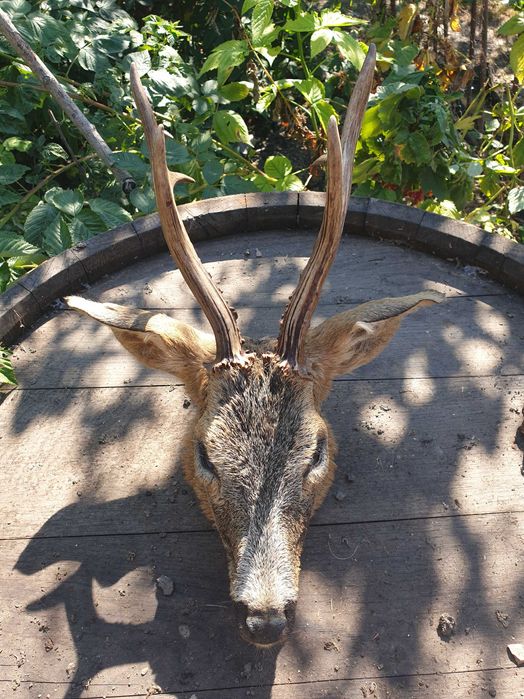 Vand trofeul cap de cerb