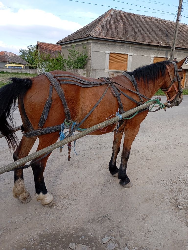 Vând o iapa pe garanție la căruța!