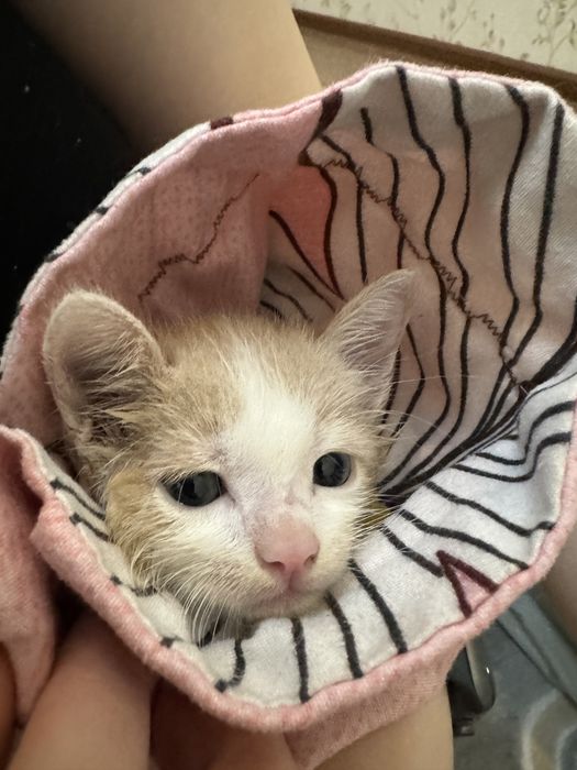 Суға түсіріп болғаннан кейінгі фотосы. Марғау 1 айлық.