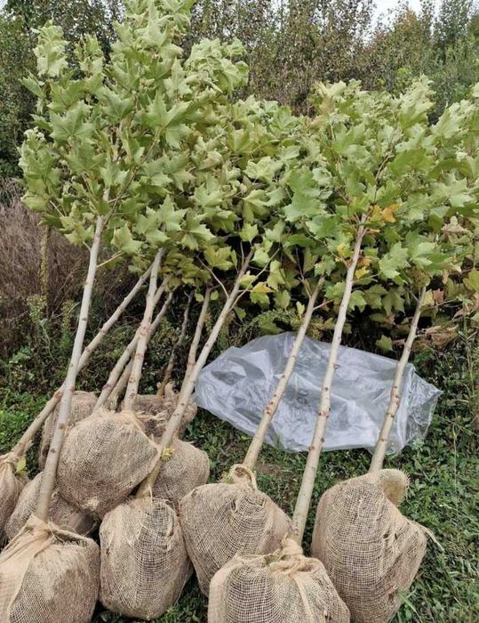 Mesteacăn alb, tei și platan – arbori ornamentali deosebiți