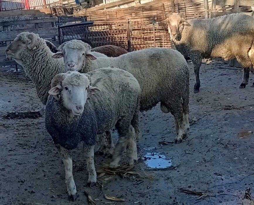 Berbeci bine intretinuti de vanzare