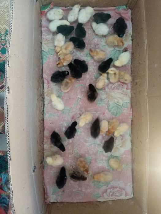 Балапан сатылады