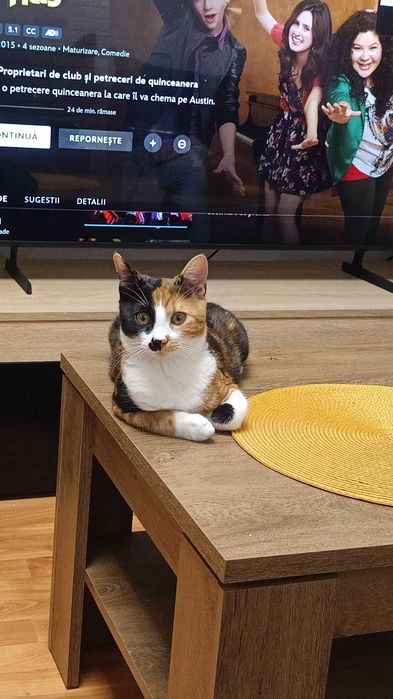 Dau spre adoptie o pisicuță