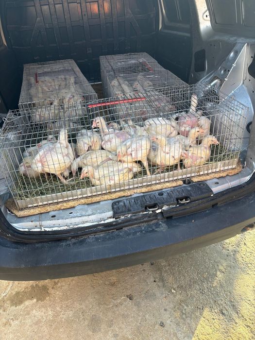 Dacia Logan Mcv 2010  1,5 diesel 68cp Unic proprietar 2020