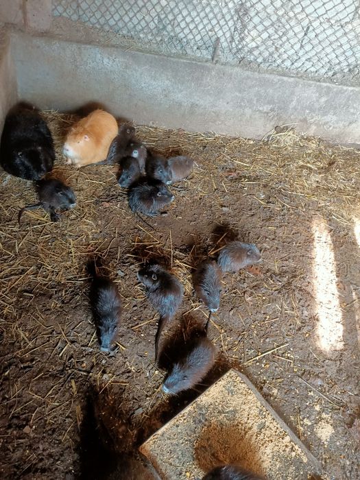 В продаже нутрята