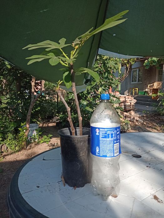 Puiet smochin aclimatizat