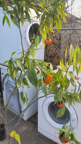 Pomi fructiferi,mandarin