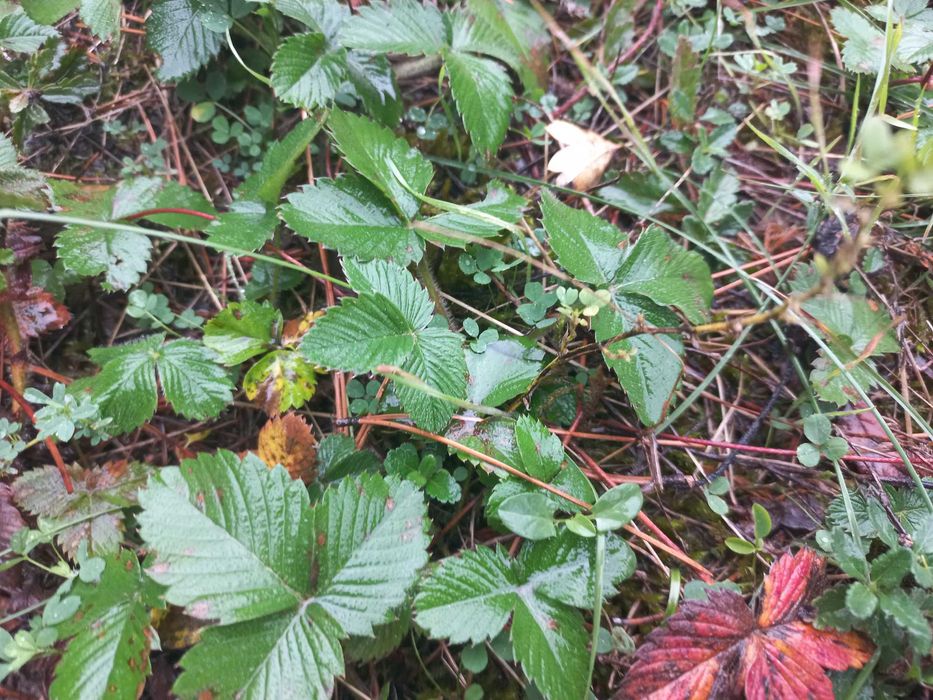 горски ягоди от България 0.33лв