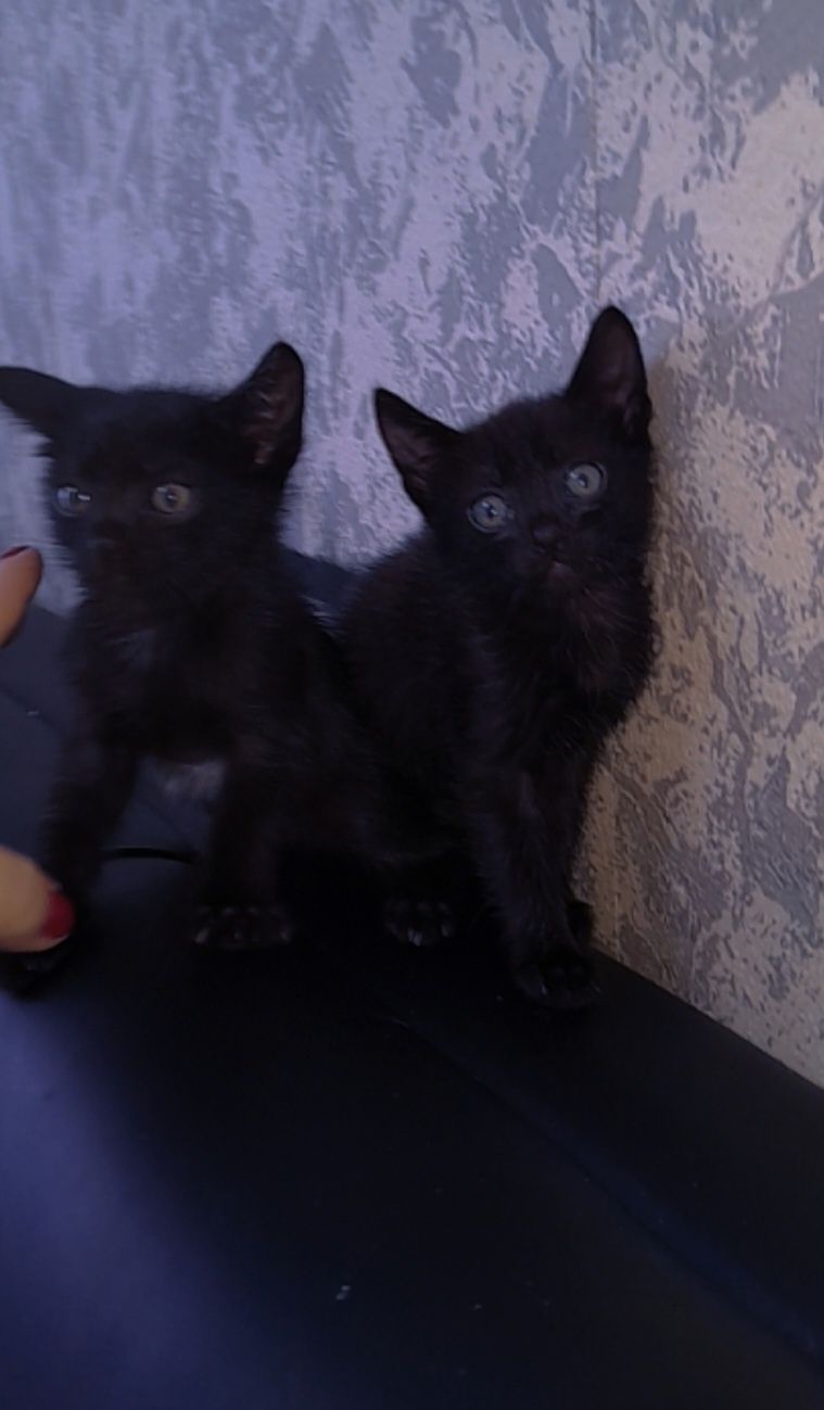 Котята в добрые руки,