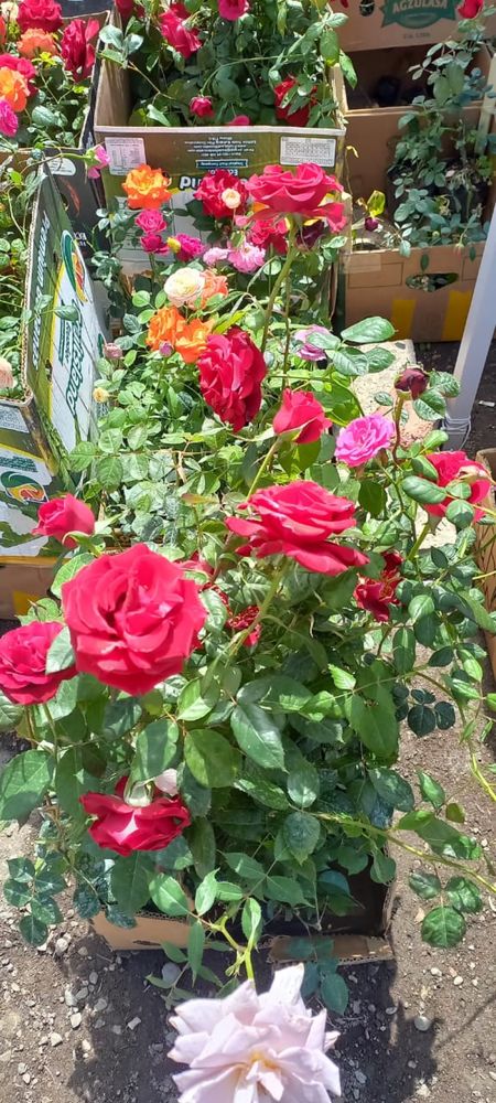 Продам розы англиские цветущие