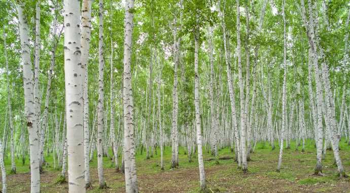 Tei • Mesteacăn • Carpen | Arbori Foioși la Balot