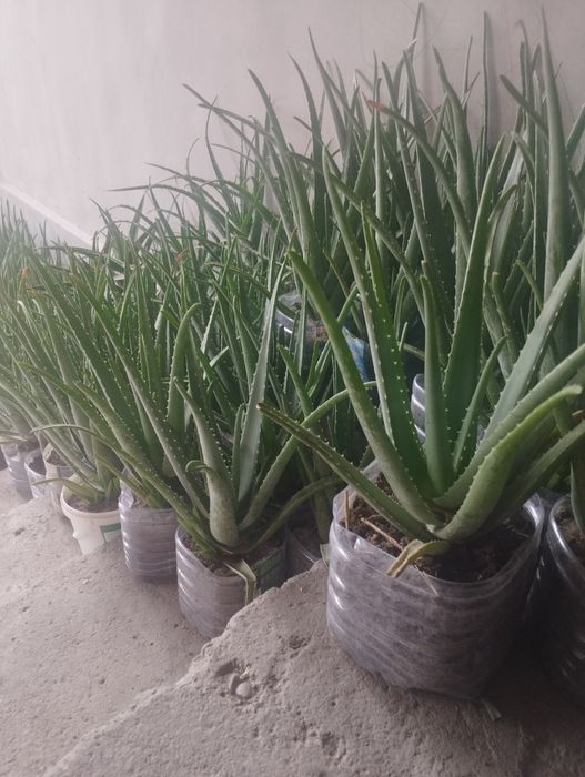 2-3 yillik Aloe vera bor narxlari kelishiladi
