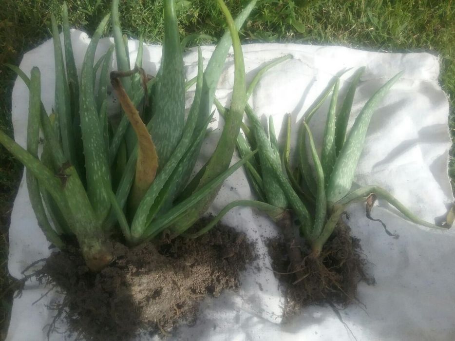 Aloe vera barbadensis Miller ,puieti