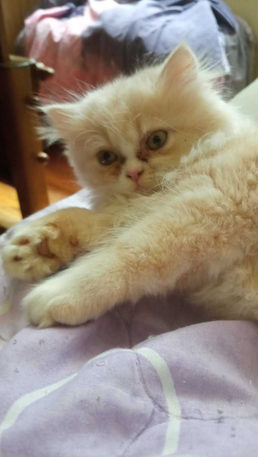 Персийски котета