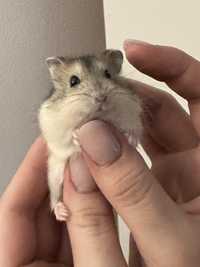 Vand hamster pitic, gri, dragalas, 3 luni