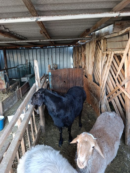 3 Жасар Гиссары қошқар сатылады