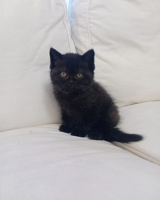 British shorthair Bleack