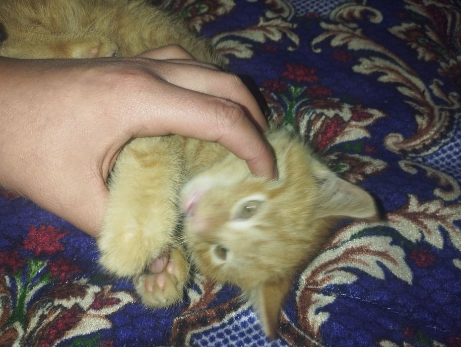 Mushuk Garfilddek rangda tekin