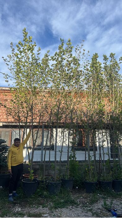 Mesteacan alb bentula oriunde in tara 3m - 7m