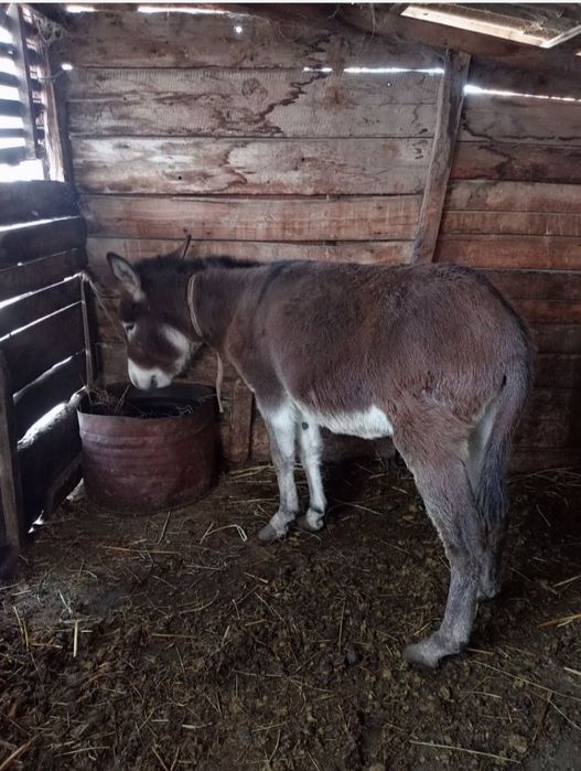 Продам двух ишаков