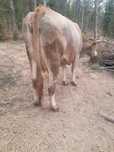 Vaca bună de lapte