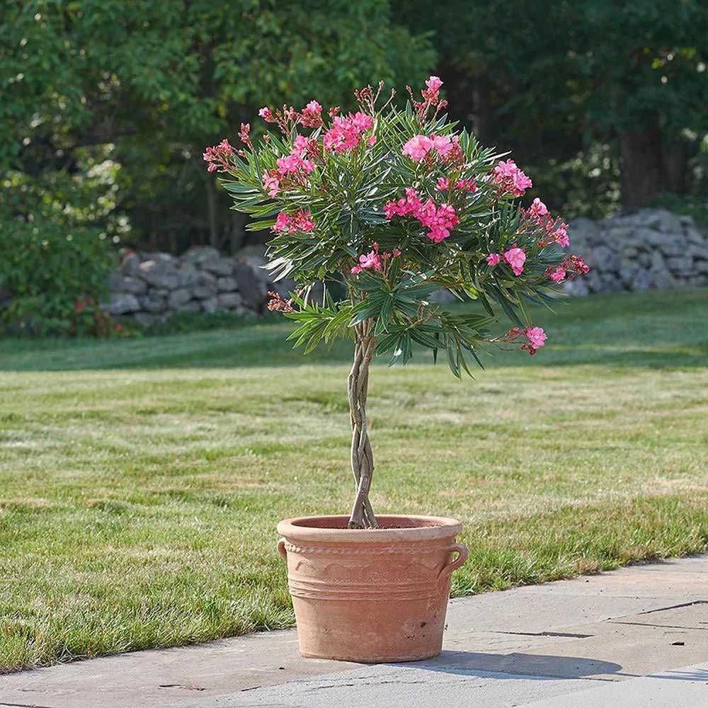 Pom Ornamental Leandru roz bătut - Nerium Olander