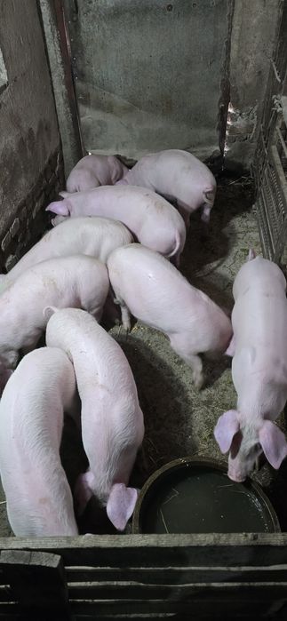 Продавам малки прасета