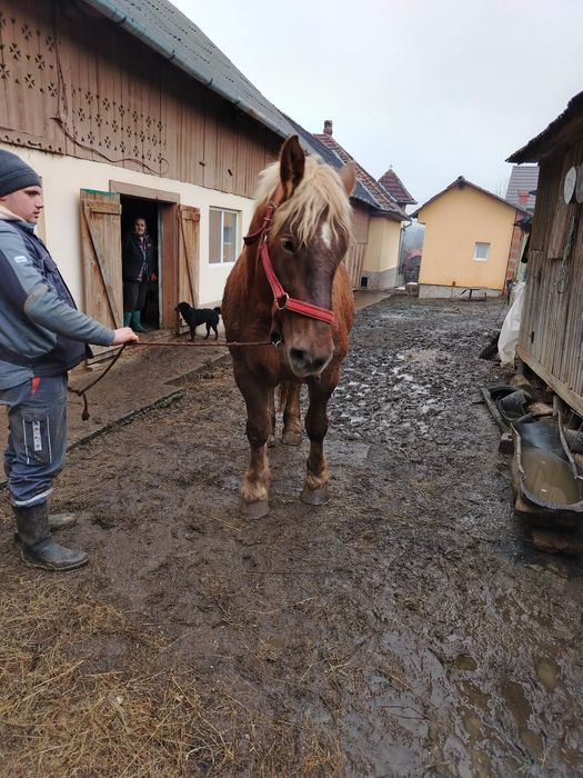 Vând iapă de 4 ani