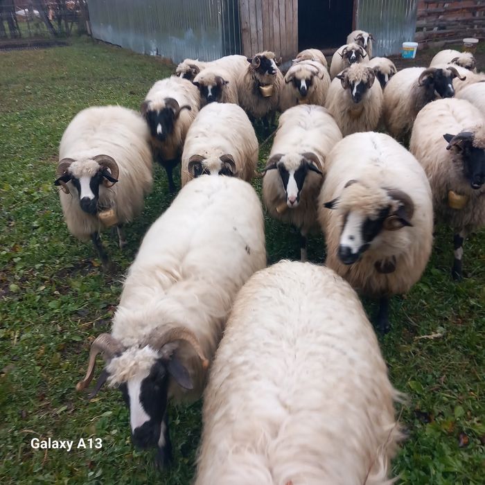 Oi de vînzare se vând doar toate 20 bucăți perț 1500 bucata fix