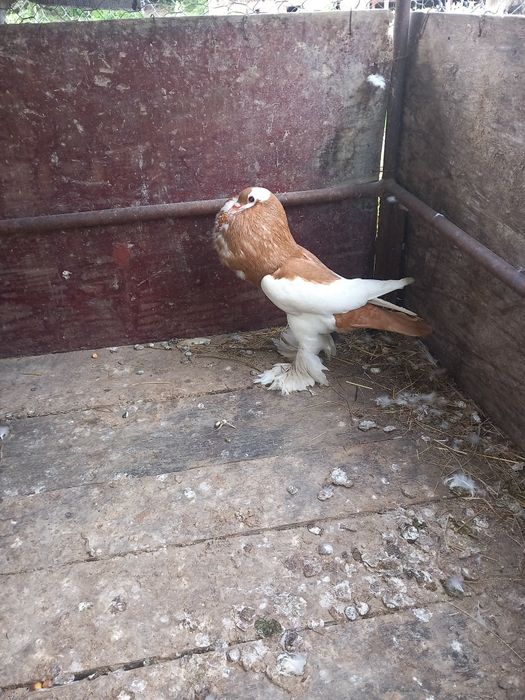 Vând porumbei gusati