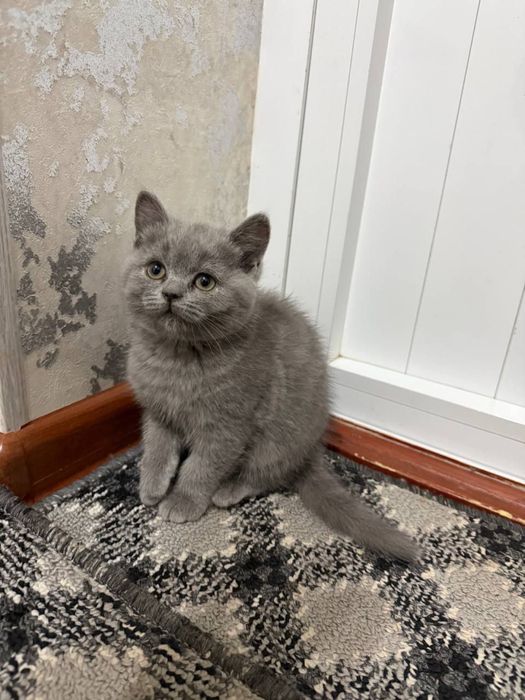 mushukcha sotiladi:)