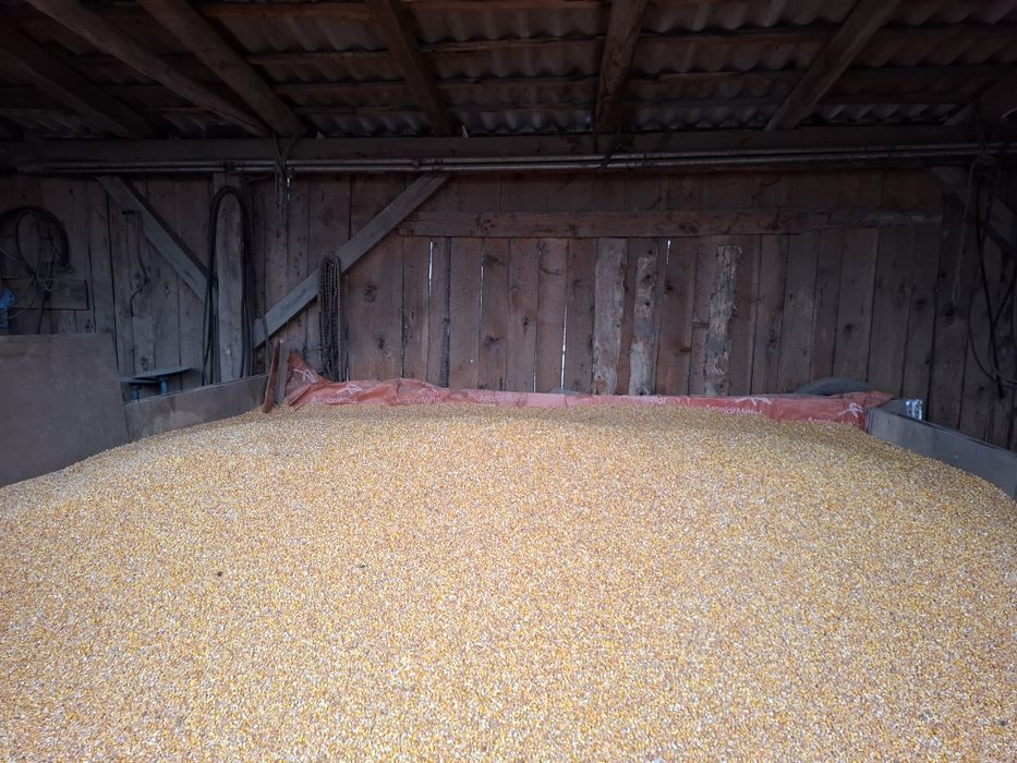 Vând cereale ovăz negru, grau