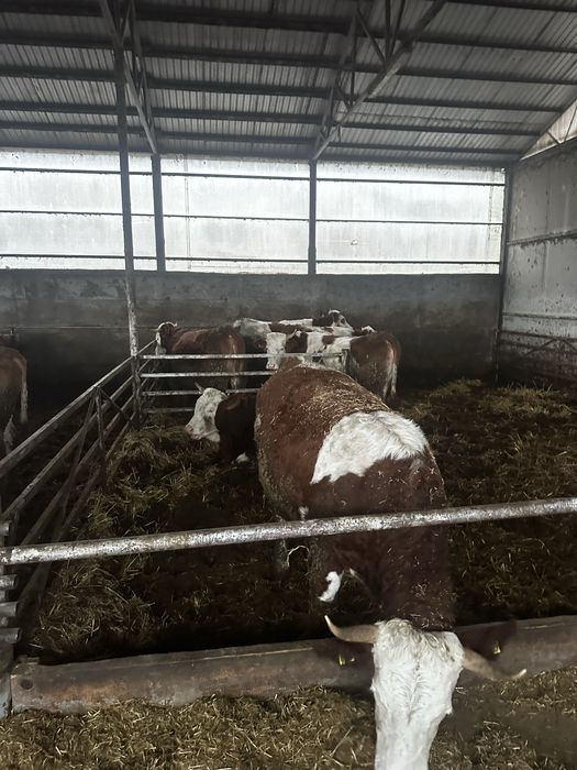 Vand junici si vaci baltata romaneasca !