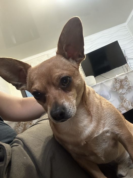 Для Вязки девочку тойтерьер