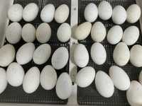 Яйца гусинные!!! 1 шт-600 тенге