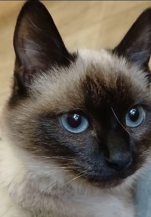 сиамская девочка