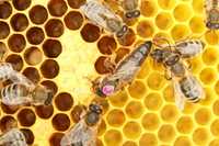 Биологични Пчелни майки и отводки от регистриран производител.