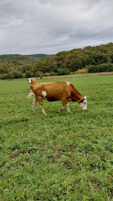De vanzare vaci baltata românească   pret  difera de la animal la anim