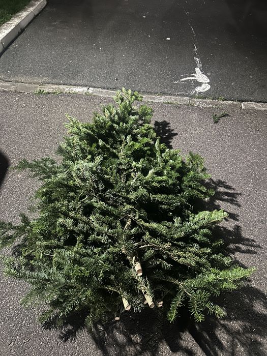 Baloti crengi brad natural