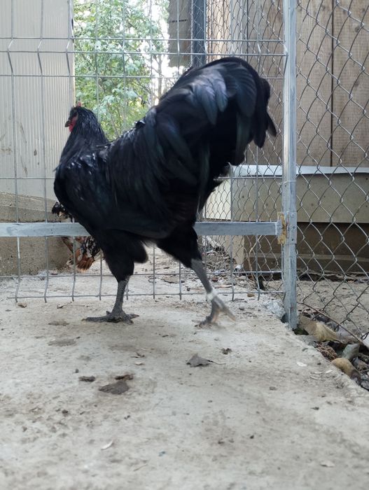 Cocosi australorp