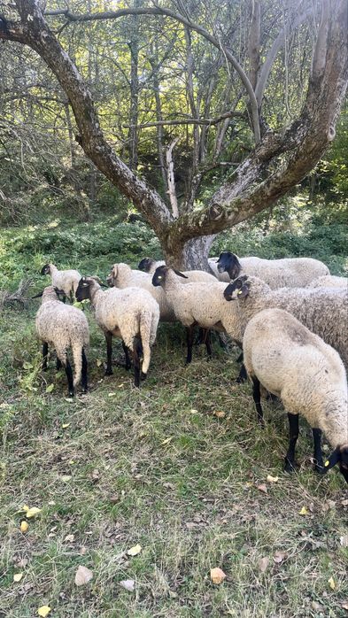 Vand oi , verifica descrierea