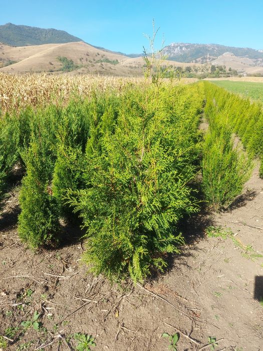 Tuia Brabant 150-160 cm gard viu