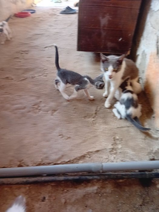 Donez pisici gri cu alb unor familii iubitoare