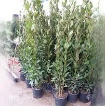 DAFIN (Laurus Nobilis )