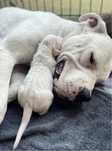 Dogo Argentino Dog Argentinian