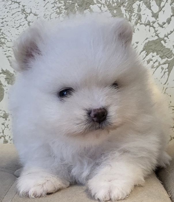 Момиче.  Померан