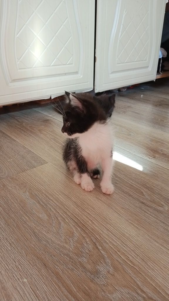 Отдам котят в заботливые руки
