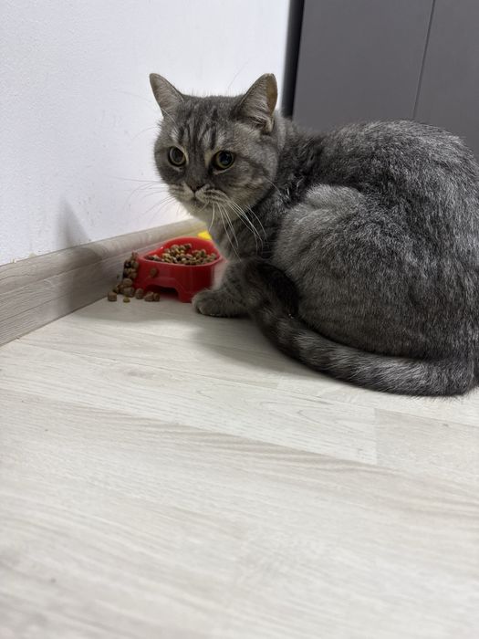 Skotish strayt shinshila