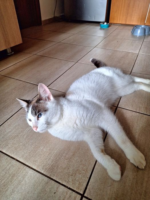 Doua pisicuțe drăgălașe!!!